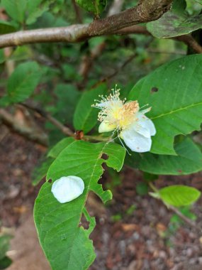 Beyaz guava çiçeklerinin yeşil yapraklarla açtığı makro fotoğraf