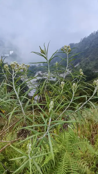 Pakuwojo Wonosobo Dağı 'nın tepesindeki küçük edelweiss çiçeklerinin arka planı, Orta Java, Endonezya