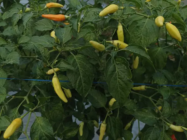 Bu biberin adı kırmızı kırmızıbiber çeşidi ori 212, henüz gençken meyve vermeye başladı ama bazıları kırmızıya dönmeye başladı.