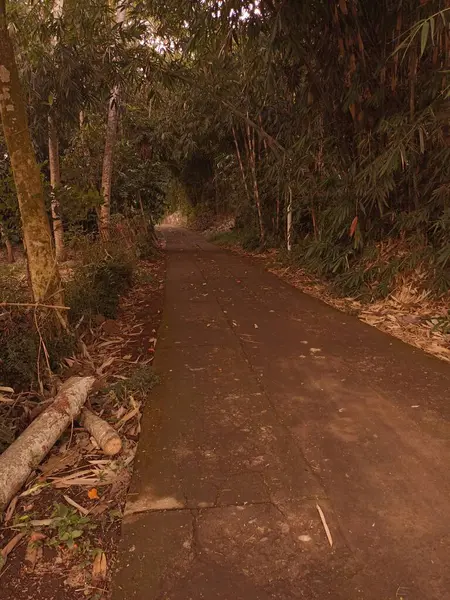 Magelang, Central Java, Endonezya 'daki bambu ağaçlarıyla dolu yemyeşil bir köy yolu.