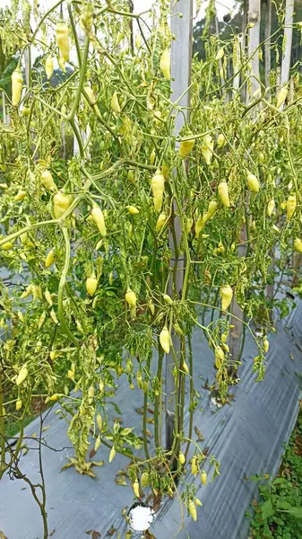 Cayenne biber bitkileri Phytoptora bakteriyel mantarından etkilenerek bitkilerin solmasına neden olur.