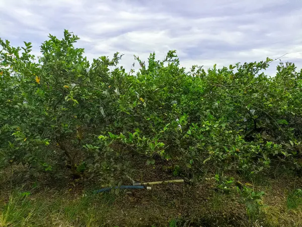 Endonezya 'daki kristal guava ağacı