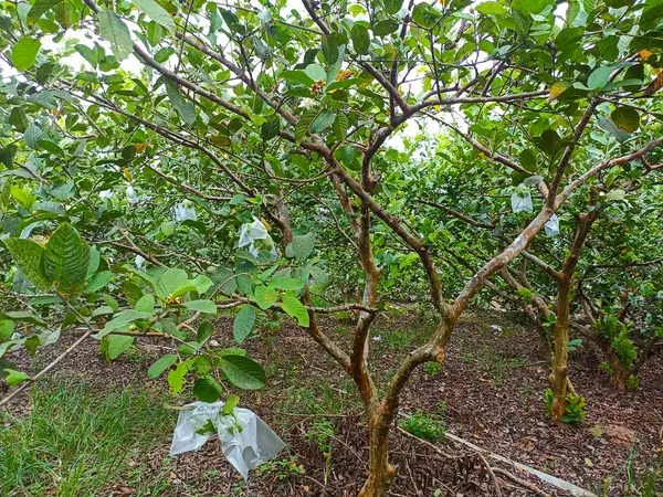 Endonezya 'da kristal guava tarımı