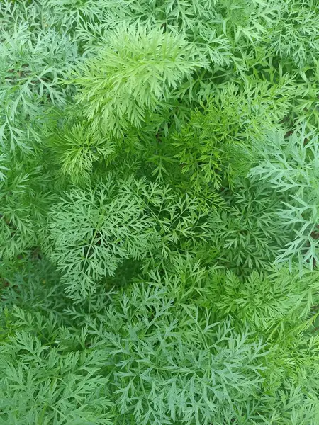 Bir tarlada havuç yapraklarının üst yüzeyinin fotoğrafı.
