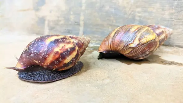 stock image Brown snails are on the floor