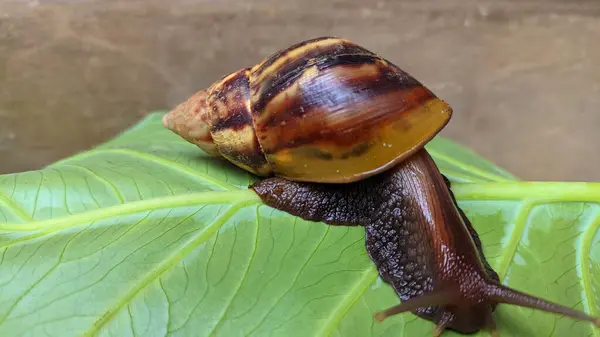 Bir salyangoz taro yaprakları üzerinde yürüyor.