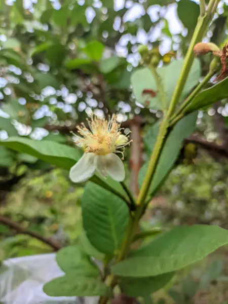 Bulanık ve bulanık beyaz guava çiçekleri çiçek açmış ve kurumuş.