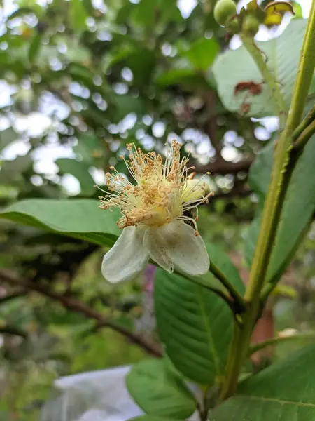 Beyaz guava çiçekleri açtı ve kurudu.