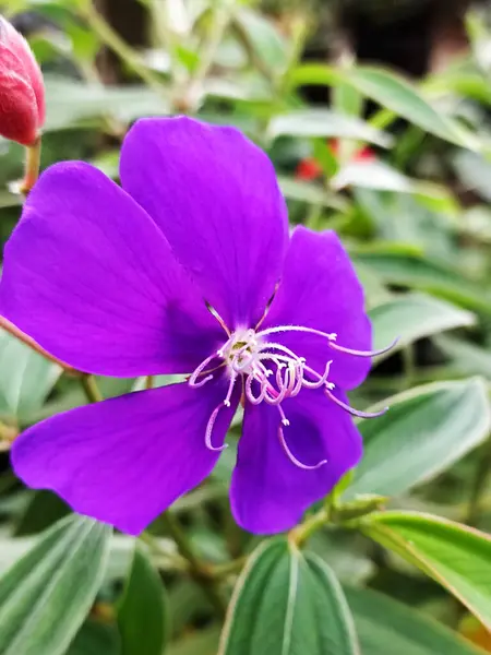 Bahçede mor tibouchina çiçekleri