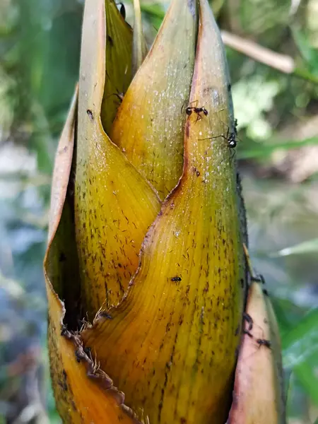 Siyah karıncalar bambu ağaçlarının filizlerinde