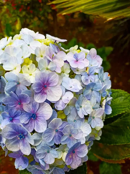 Hortensia Hydrangea çiçekleri veya Kembang Bokor olarak da bilinir, Çin ve Japonya kökenlidir.