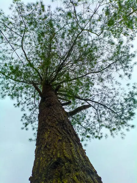 Beyaz arka planda bir çam ağacının altından manzara fotoğrafı
