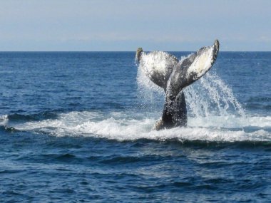 Kambur balina, Nova Scotia Sahili Fundy Körfezi 'ni izliyor..