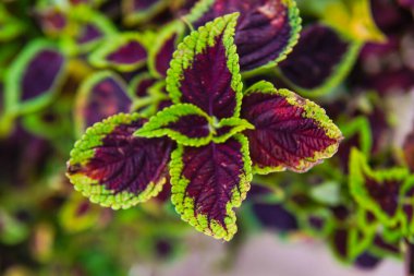 Plectranthus scutellarioides, kedigiller (Lamiaceae) familyasından Güneydoğu Asya 'da Avustralya' ya kadar uzanan bir bitki türü..