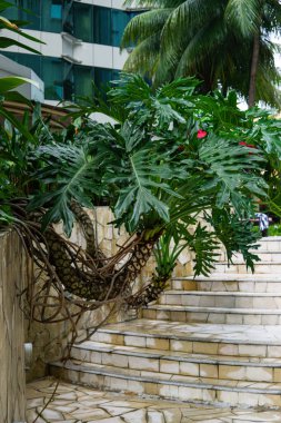 Araceae Monstera bölünmüş yapraklı filodendron parktaki tropikal yaprak bitkisi çalılığını selloum