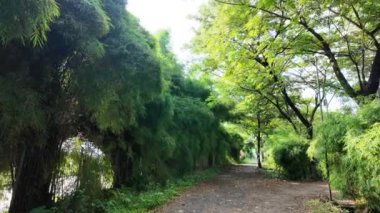 manzaralı bambu ağaçları, yeşillik içeren panoramik video