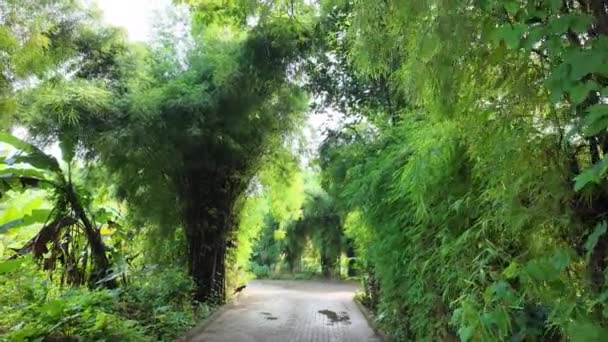 Procházka Pěšině Bambusovými Stromy Zeleň — Stock video
