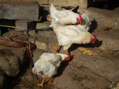 Çiftlikteki tavuklar, tavuklar, horoz
