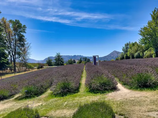 Yeni Zelanda 'da Wanaka' da meşhur lavanta kapılı sıralı lavanta çiftliği.