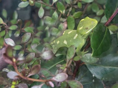 Auckland yeşil kertenkele (Naultinus elegans) familyasından bir gecko sadece kuzey yarısında North Island Yeni Zelanda bulundu.