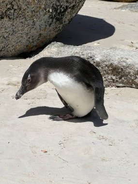 Güney Afrika pengueni Boulders Sahili Doğa Koruma Alanı 'nda. Cape Town, Güney Afrika