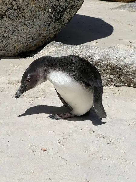 Güney Afrika pengueni Boulders Sahili Doğa Koruma Alanı 'nda. Cape Town, Güney Afrika