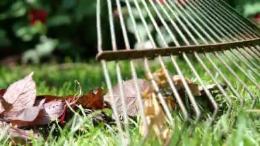 Bahçıvan Bahçe Bahçesinden Düşen Sonbahar Yapraklarını Topluyor