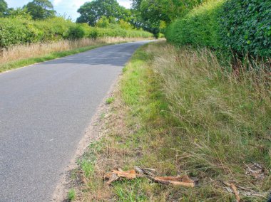 Çürümüş bir geyik leşinin kalıntıları. Çimlerin üzerinde bir köy yolunda ölü yatıyor.,