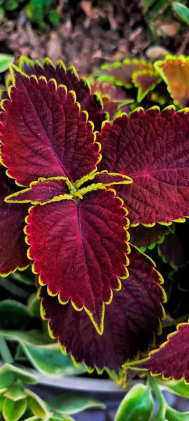 Süslü. Yapraklar bordo. Coleus bitkisi