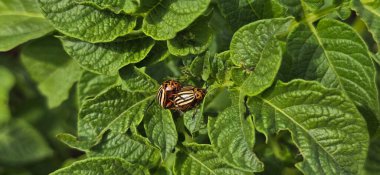 Bahçe istilası: Hızlı yağmalama, Kolorado böcekleri yaşam döngüsü, manuel ve böcek ilacı kontrol tehdidi 