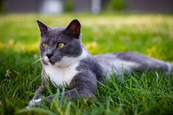 Kedi çimlerin üzerinde yatıyor.