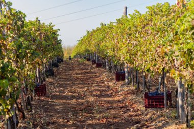 Toprak bir patika boyunca olgun üzümlerle dolu sıralar..