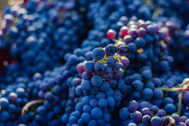 Bir üzüm bağında toplanmış olgun mavi üzümler, hasat için hazır..