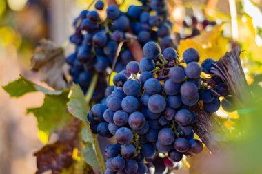 Sarmaşıktan sarkan, yapraklarla çevrili olgun mor üzümlerden oluşan bir demet..