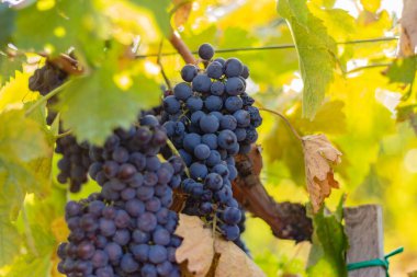 Arka planda sarı yapraklar olan bir sarmaşığa asılı kırmızı üzümlerin yakın çekimi.