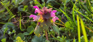 Owoce ciemnego winogrona w deszczowym popoudniu Dark meyveleri biçer