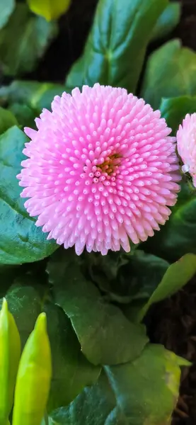 Bahçede büyüyen pembe çiçek 