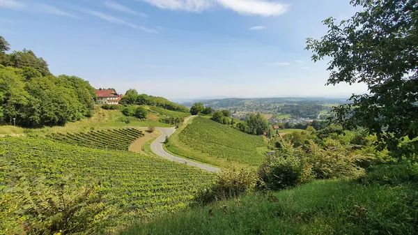 Güneşli Avusturya 'daki üzüm bağlarının manzarası 