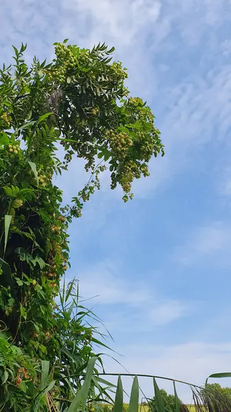 Vahşi atlar ağaca tırmanıyor.. 