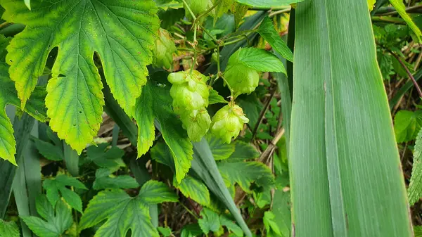 Ormanda vahşi zıplamalar 