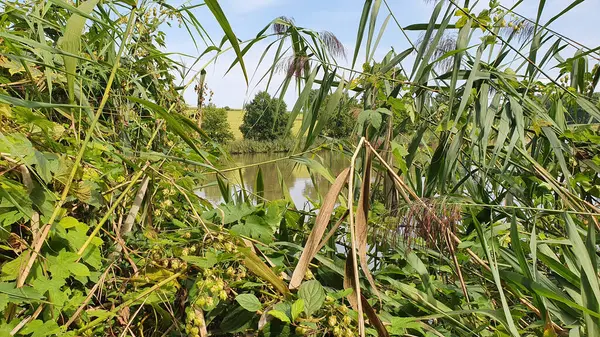 Güzel güneşli bir günde çalıların arkasında saklı bir gölet.. 