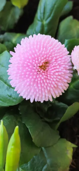 Bahçede büyüyen pembe çiçek 