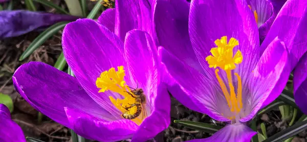 Arı, kır çiçeğinden nektar topluyor.