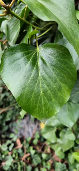 Owoce ciemnego winogrona w deszczowym popoudniu Dark meyveleri biçer