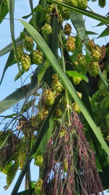 Mavi arka planda vahşi zıpzıp çalısı