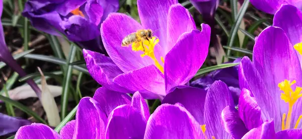 Arı, kır çiçeklerinin üzerinde uçuyor.