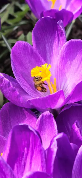 Arı nektar ve crocus poleni topluyor 