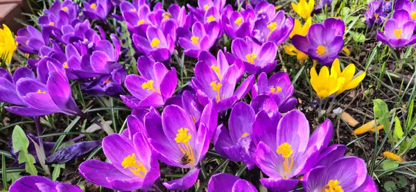 Bahçede arı ve timsahlar 