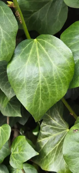 Yeşil yapraklar, parkta.