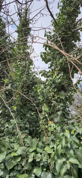 Ivy ile kaplı ağaçlar 